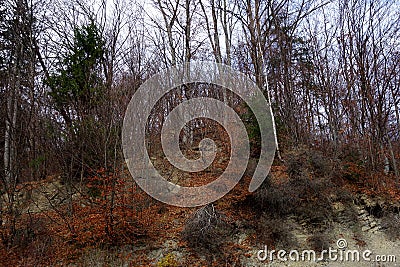 Autumn in October through the beech forests of the Buzau mountains Stock Photo