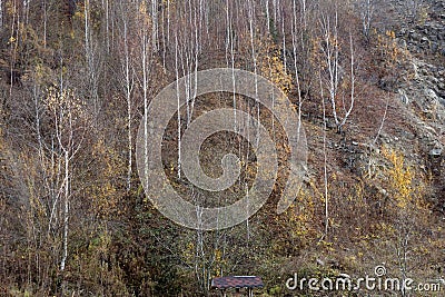 Autumn in October through the beech forests of the Buzau mountains Stock Photo