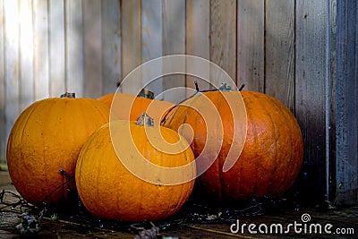 Autumn october hallowen pumkins up close macro isolated Stock Photo