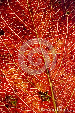 Autumn orange bright leaf texture close up macro. Stock Photo