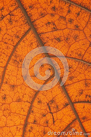 Autumn orange leaf with anatomy and structure , macro view Stock Photo