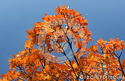 Autumn orange leaves on a branch Stock Photo