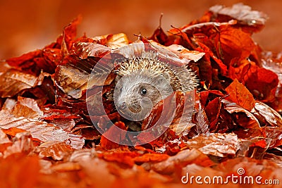 Autumn orange leaves with hedgehog. European Hedgehog, Erinaceus europaeus, on a green moss at the forest, photo with wide angle. Stock Photo