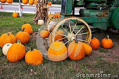 Autumn orange pumpkins sitting near an old tractor at a fall festival at a local pumpkin patch Editorial Stock Photo