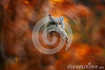 Autumn orange wildlife, detail portrait of owl in the forest. Eurasian Eagle Owl, Bubo Bubo, sitting tree trunk, wildlife fall Stock Photo