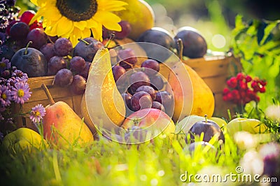 Autumn orchard fruit crops grass sunset Stock Photo