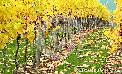 Autumn Orchard Vineyard Stock Photo