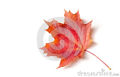 Autumn painting, Autumn maple leaves, Solitary leaf on white background, different colors. Yellow, red, burgundy, green, orange, Stock Photo