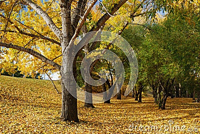 Autumn park Stock Photo