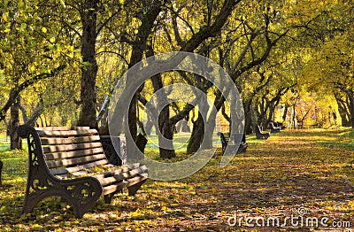Autumn park. Alley, trees, empty benches and yellow fallen leaves Stock Photo