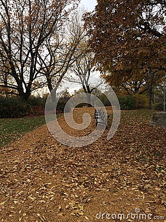 Autumn park benches Stock Photo