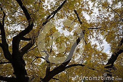 Autumn in the park. The crown of a huge walnut with bright yellow leaves. Stock Photo