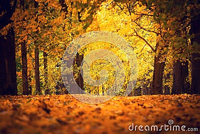 Autumn park. Fall nature. Path covered by yellow red maple leaves. Stock Photo