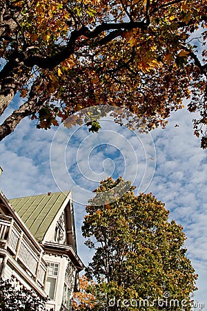 Autumn in park. Maple trees are dropping their leaves. Stock Photo