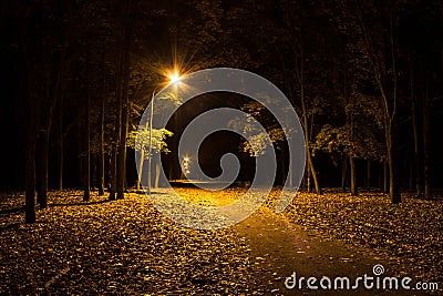 Autumn park at night. Glowing lights. Road with autumn leaves. Stock Photo