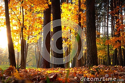 Autumn park. Sunny autumnal forest. Colorful trees in warm sunshine. Fall nature Stock Photo