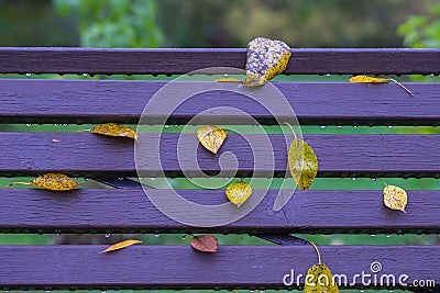 Autumn, Part of vivid benches in park, leaves close-up, similar to notes on typical five-line staff. Colorful background Stock Photo