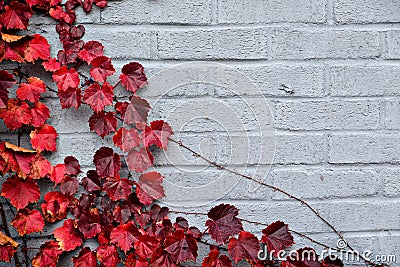 Autumn Partial Border Design - Red Grape Leaves Stock Photo