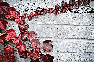 Autumn Partial Border - Red Grape Leaves Stock Photo