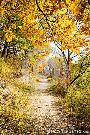 Autumn Pathway Stock Photo