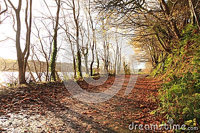 Autumn Pathway. Co.Cork, Ireland. Stock Photo