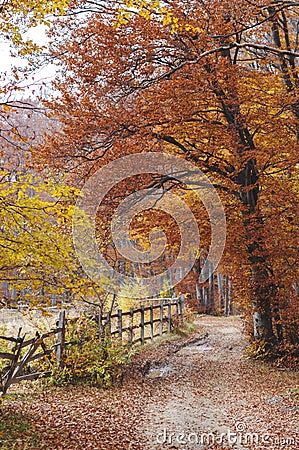 Autumn pathway Stock Photo