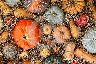 Autumn pattern many pumpkins set vegetable multicolored rustic design base Stock Photo