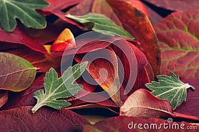 Autumn blueberry and peony leaf Stock Photo