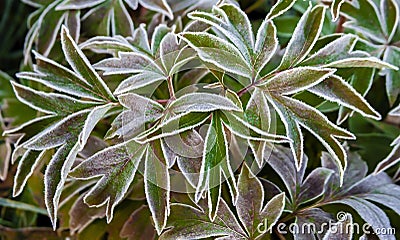 Autumn peony leaves covered with frost and ice after freezing overnight Stock Photo