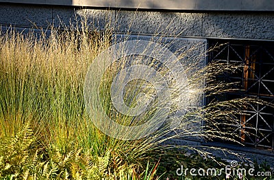 Autumn perennial flowerbed are sad but beautiful. their fertility spews out the seeds and acts aesthetically with the yellow leave Stock Photo