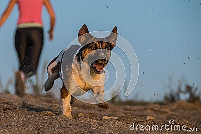 Autumn photo of running jack russel terier in sand. Stock Photo