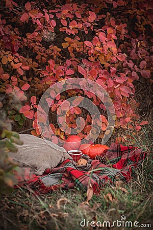 Autumn picnic - yellow leaves, cup of hot tea with cookies on a plaid blanket with pillows Stock Photo