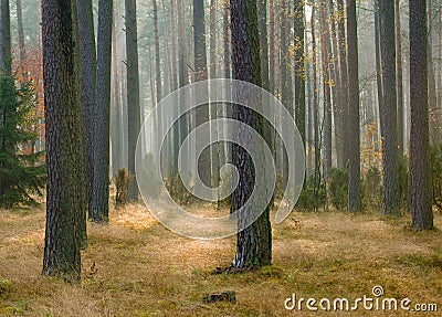Autumn pine forest Stock Photo
