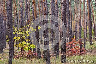 Autumn pine tree forest quiet landscape Stock Photo