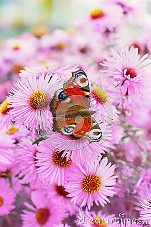 Autumn pink chrysanthemum or aster flowers background with beautiful european peacock butterfly Stock Photo