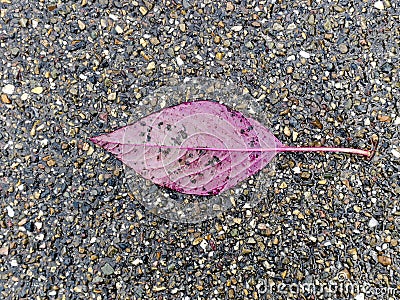 Autumn, pink purple leaf laying on a wet asphalt road Stock Photo