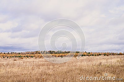 autumn plain landscape. fall low sky with clouds, trees with yellow falling leaves and a field with withered grass. Stock Photo