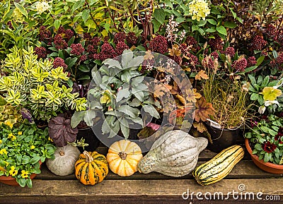 Autumn Vegetable Plants Garden Stock Photo