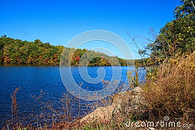 Autumn plants on the shore of West Hartford Reservoir Stock Photo