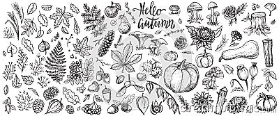 Autumn plants vector sketches. Hand drawn set of harvest, leaves and seasonal fall flowers. Vector Illustration