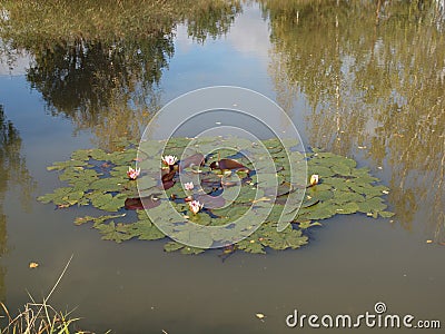 Autumn pond overgrown with reeds with water lilies and autumn sky reflected in the water Stock Photo