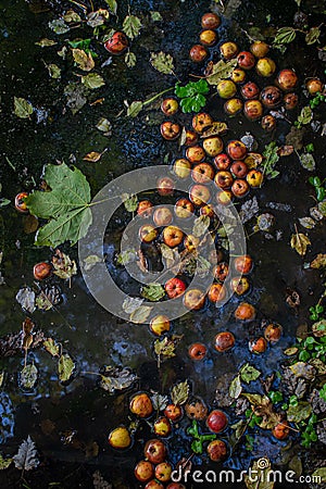 Autumn pond with yellow orange red apples and fallen leaves. Blue sky and trees reflected in water. Stock Photo