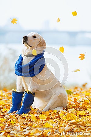 Autumn portrait of golden retriever junior Stock Photo