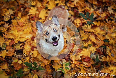 Autumn portrait top view of a Corgi dog puppy in the leaves of a Golden and red maple in the Park Stock Photo