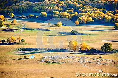 The autumn prairie with sheep sunset Stock Photo