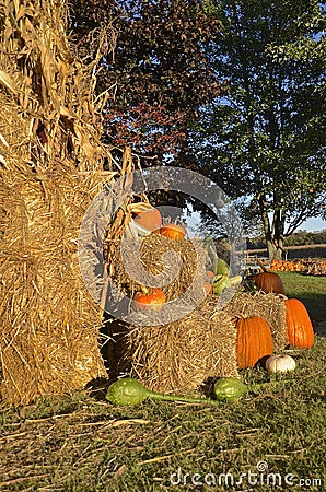 Autumn pumpkins and corn shocks Stock Photo