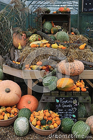 Autumn Pumpkins and Gourds Stock Photo