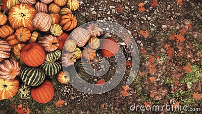 Autumn pumpkins piled on ground close-up top view Cartoon Illustration