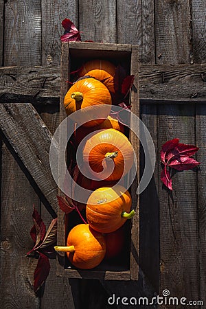 Autumn pumpkins with red leaves on a wooden background. Autumn halloween concept. Copy space Stock Photo