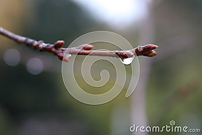 Autumn rain raindrop Stock Photo